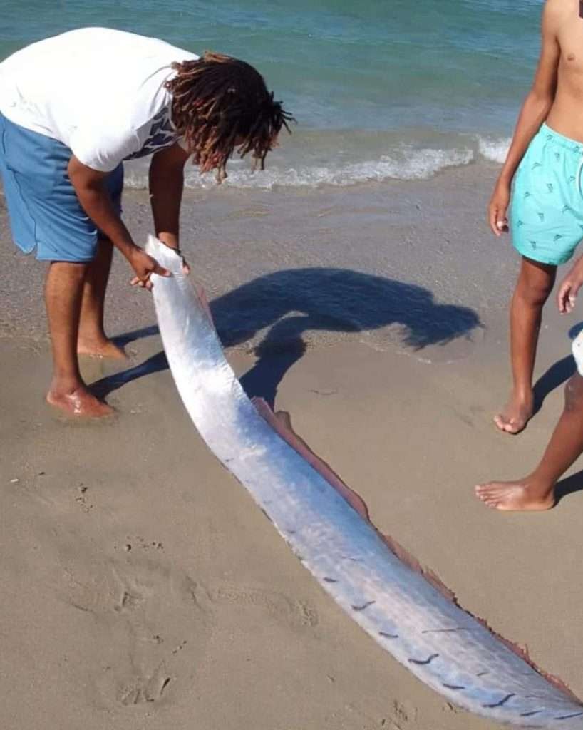 Pez que pronostica terremotos aparece en playa Dominicana